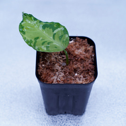 <出射便>Aglaonema Pictum Tricolor “Andaman” Port Blair