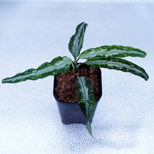 Aglaonema Pictum Toricolor 【T-131220-b-6】細葉タイプ ※正規タグ付き