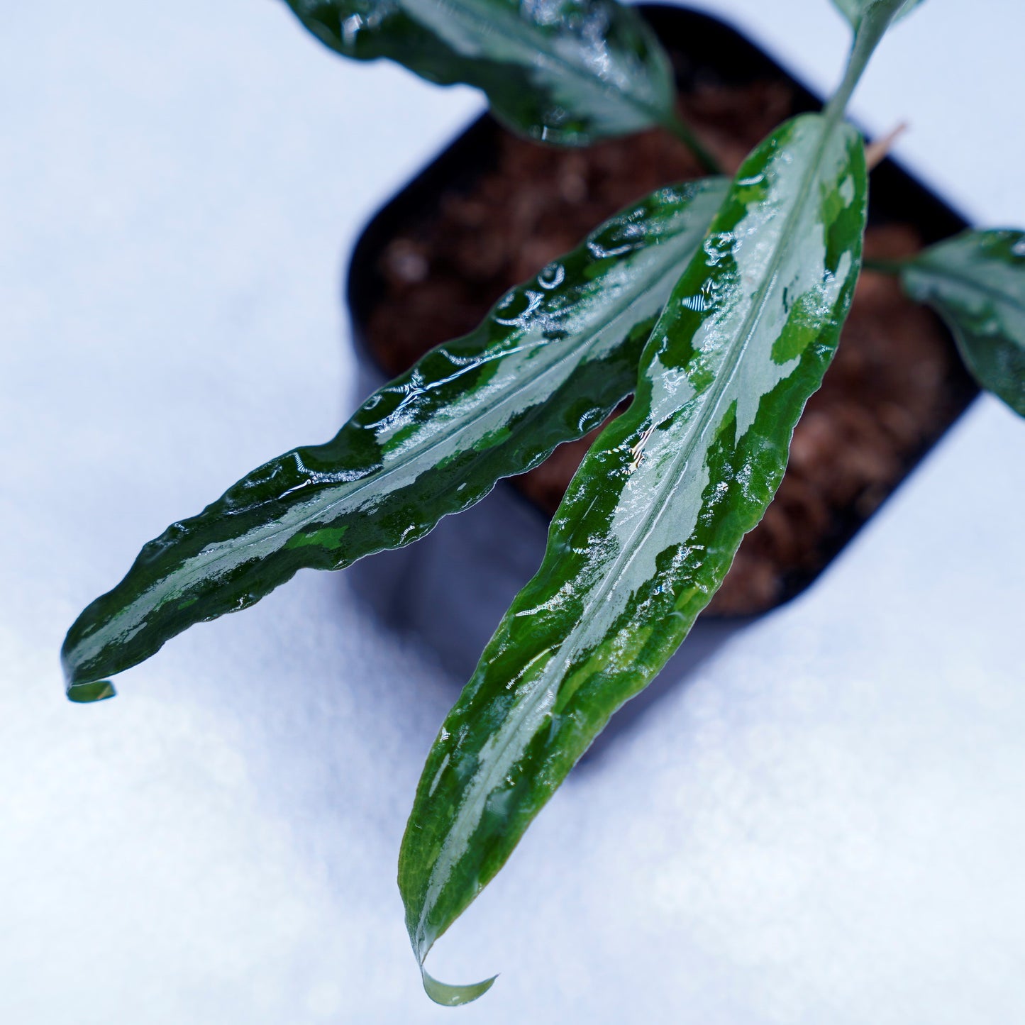 Aglaonema Pictum Toricolor 【T-131220-b-6】細葉タイプ ※正規タグ付き
