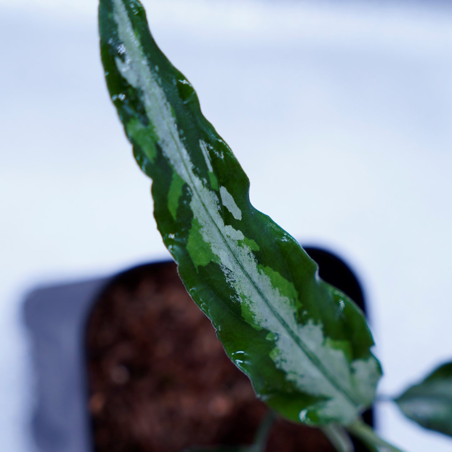 Aglaonema Pictum Toricolor 【T-131220-b-6】細葉タイプ ※正規タグ付き