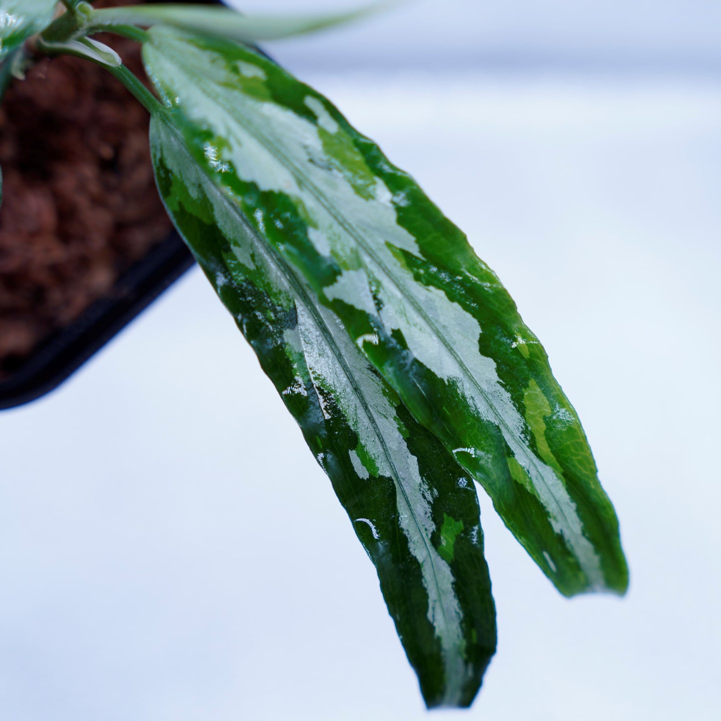 Aglaonema Pictum Toricolor 【T-131220-b-6】細葉タイプ ※正規タグ付き