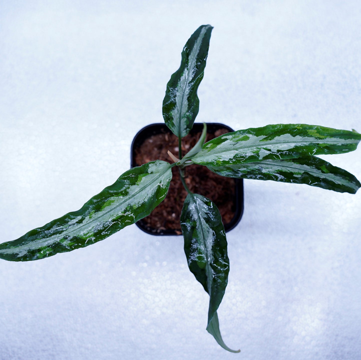 Aglaonema Pictum Toricolor 【T-131220-b-6】細葉タイプ ※正規タグ付き