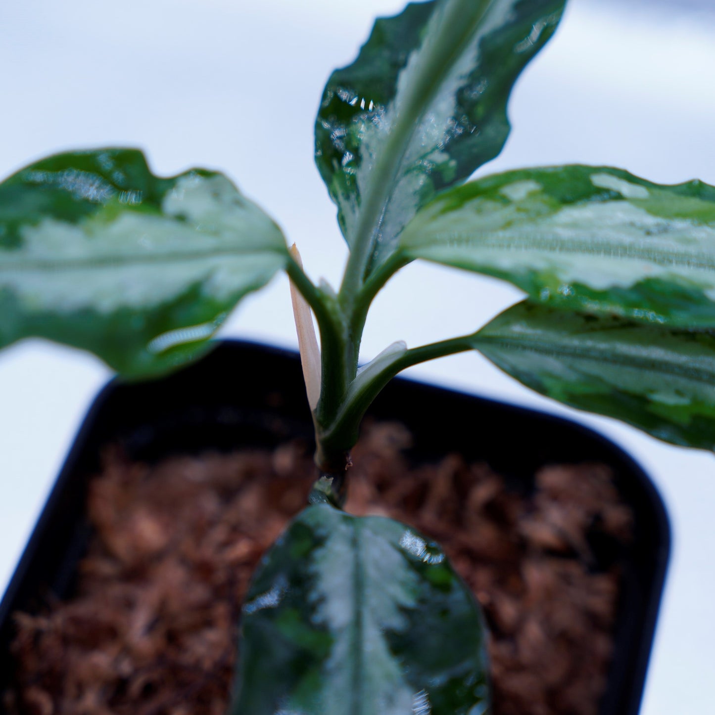 Aglaonema Pictum Toricolor 【T-131220-b-6】細葉タイプ ※正規タグ付き