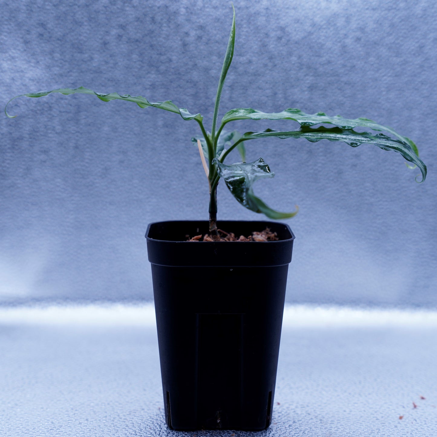 Aglaonema Pictum Toricolor 【T-131220-b-6】細葉タイプ ※正規タグ付き
