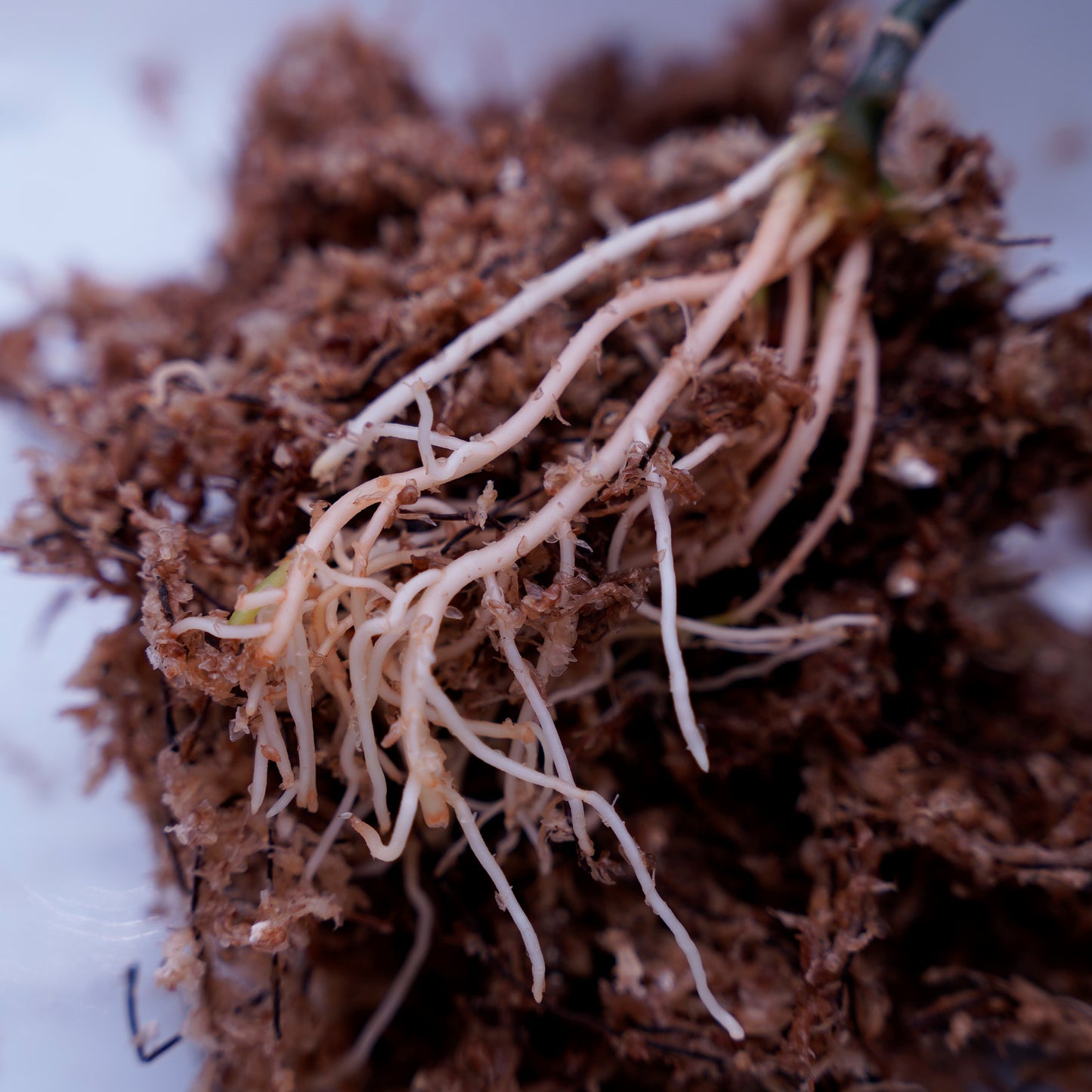 Aglaonema Pictum Toricolor 【T-131220-b-6】細葉タイプ ※正規タグ付き