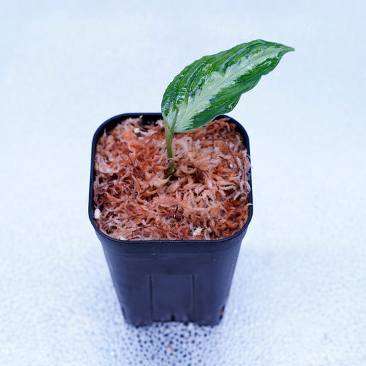 <TB便>Aglaonema Pictum GW1507 【ハリマオ・グリーン】