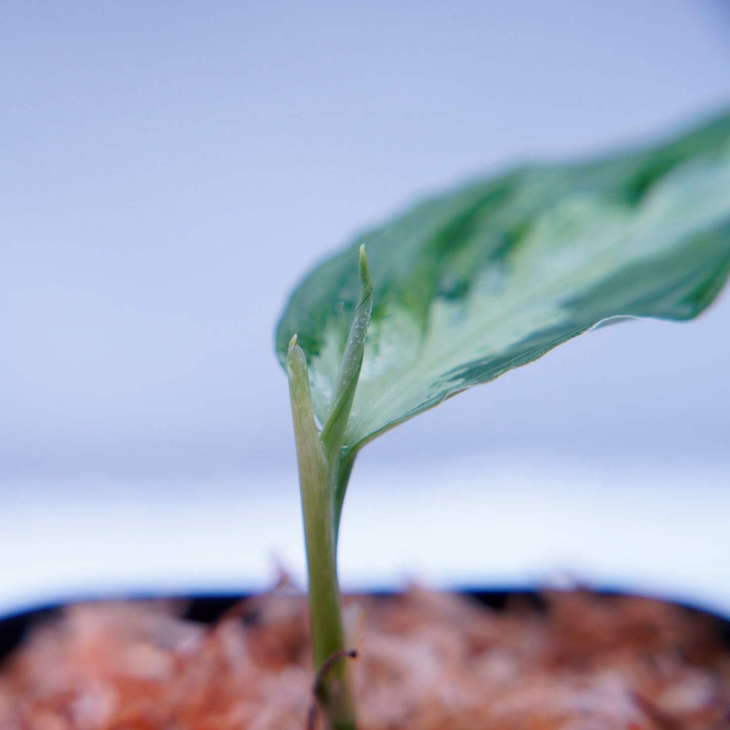 <TB便>Aglaonema Pictum GW1507 【ハリマオ・グリーン】
