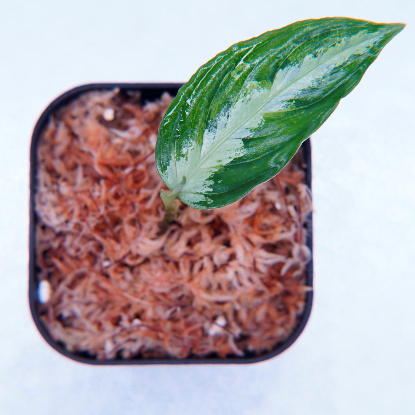 <TB便>Aglaonema Pictum GW1507 【ハリマオ・グリーン】