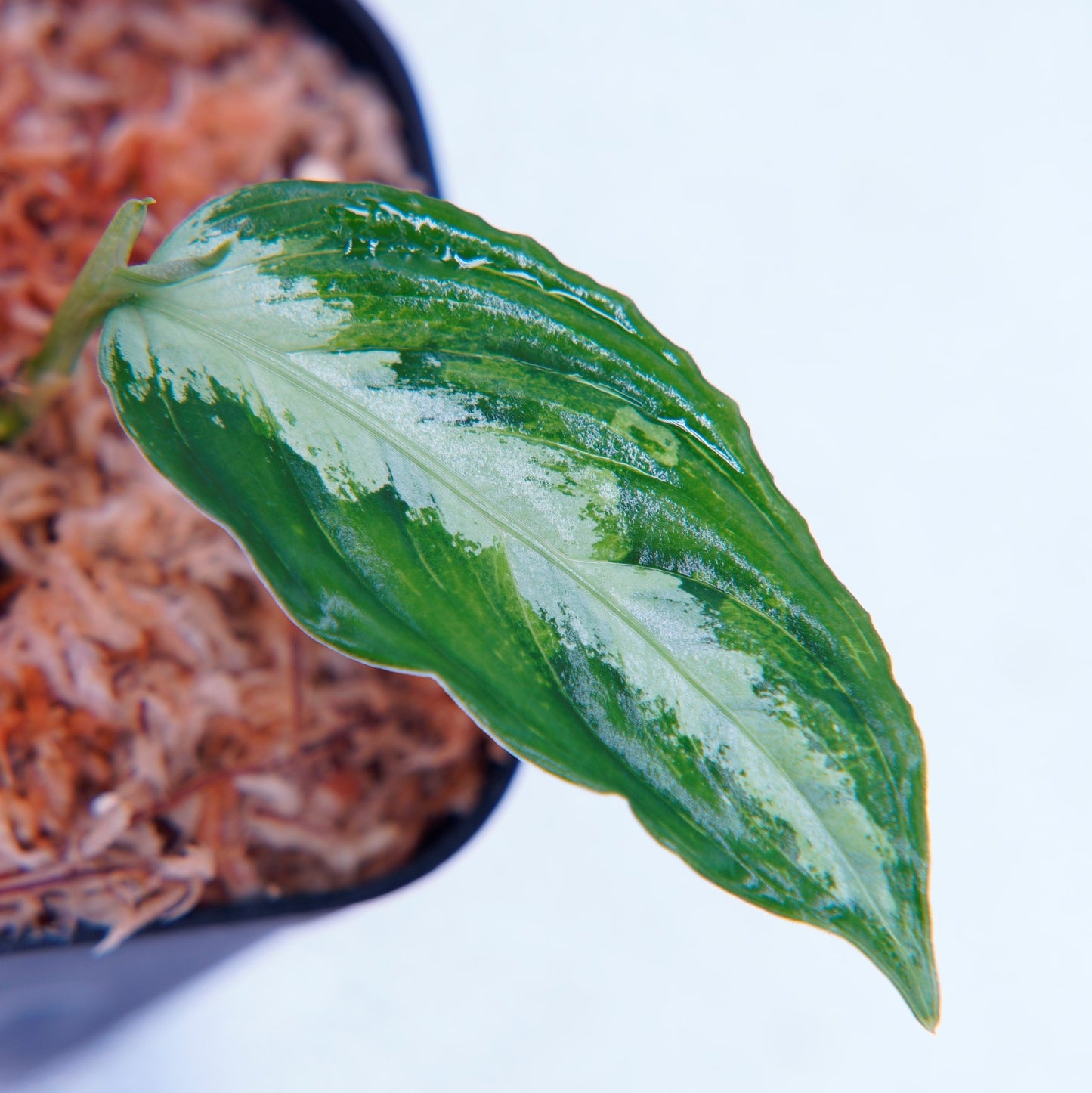 <TB便>Aglaonema Pictum GW1507 【ハリマオ・グリーン】