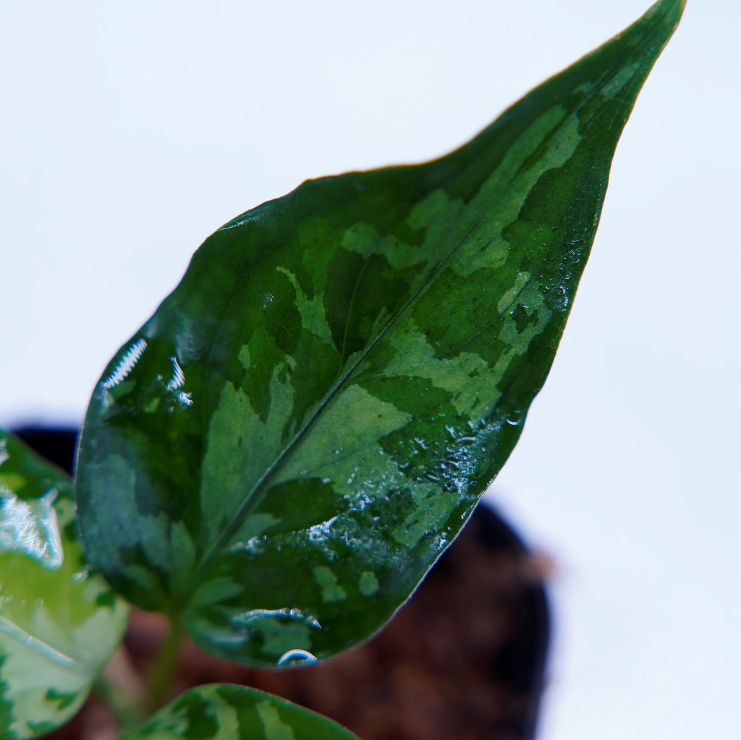 <オリジナル>Aglaonema Pictum Aceh Multicolor UND “ALCHEMY”
