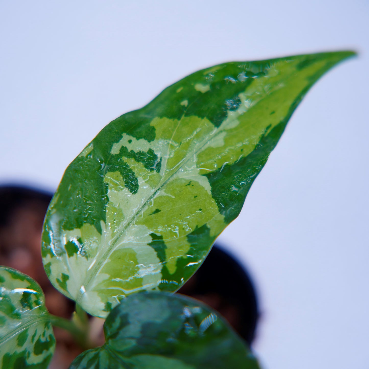 <オリジナル>Aglaonema Pictum Aceh Multicolor UND “ALCHEMY”