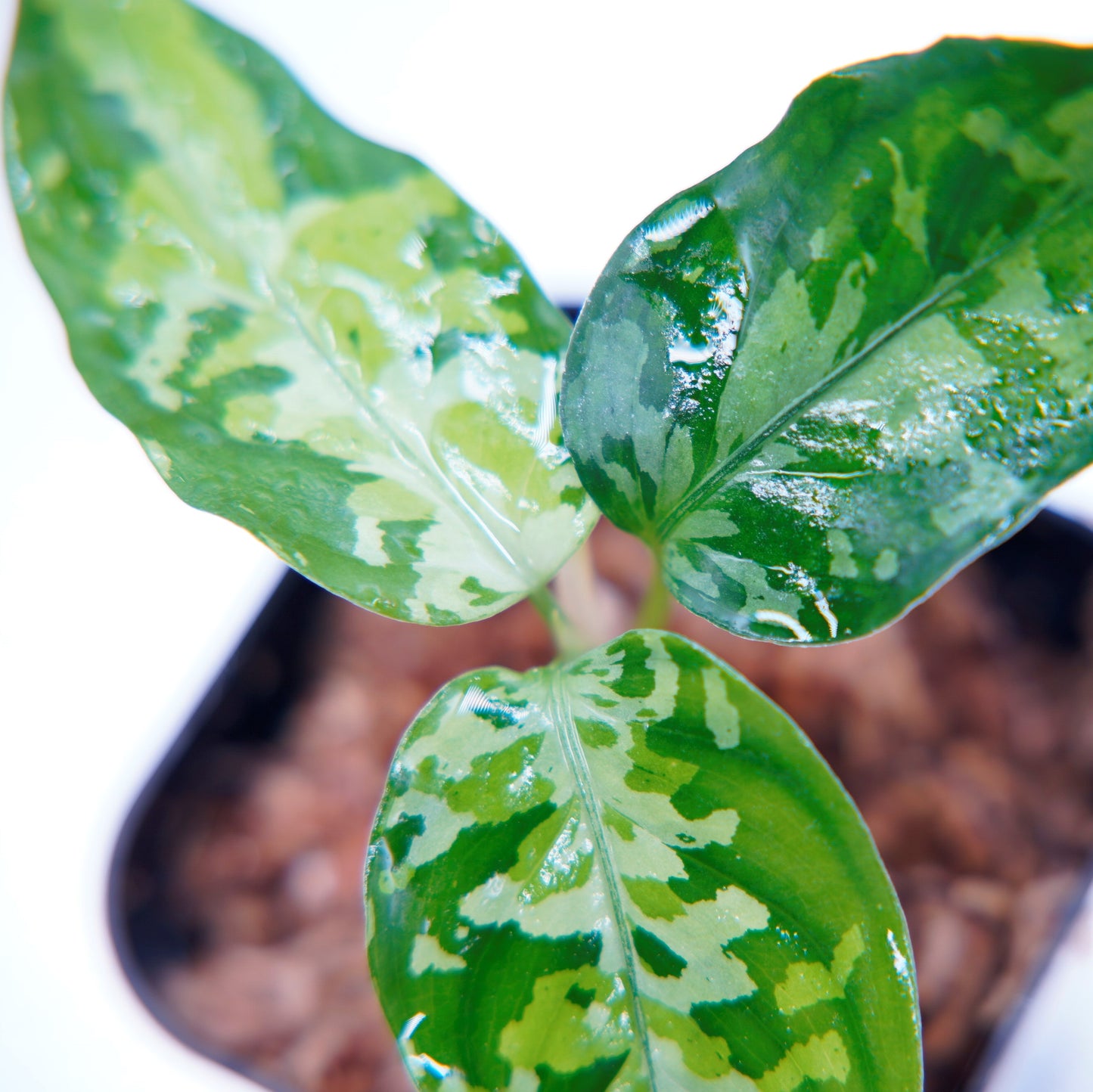 <オリジナル>Aglaonema Pictum Aceh Multicolor UND “ALCHEMY”