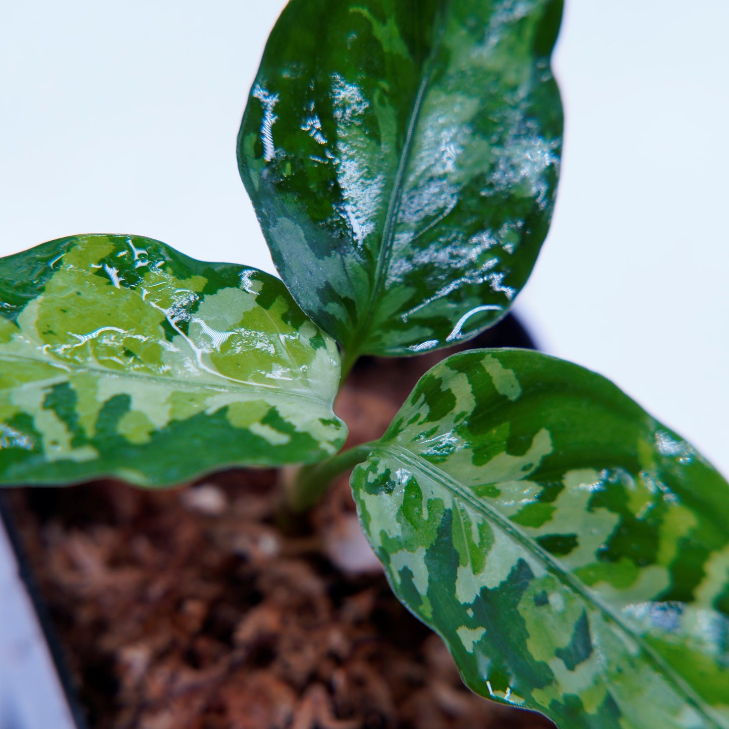 <オリジナル>Aglaonema Pictum Aceh Multicolor UND “ALCHEMY”