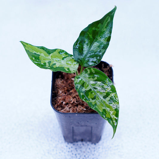 <オリジナル>Aglaonema Pictum Aceh Multicolor UND “ALCHEMY”