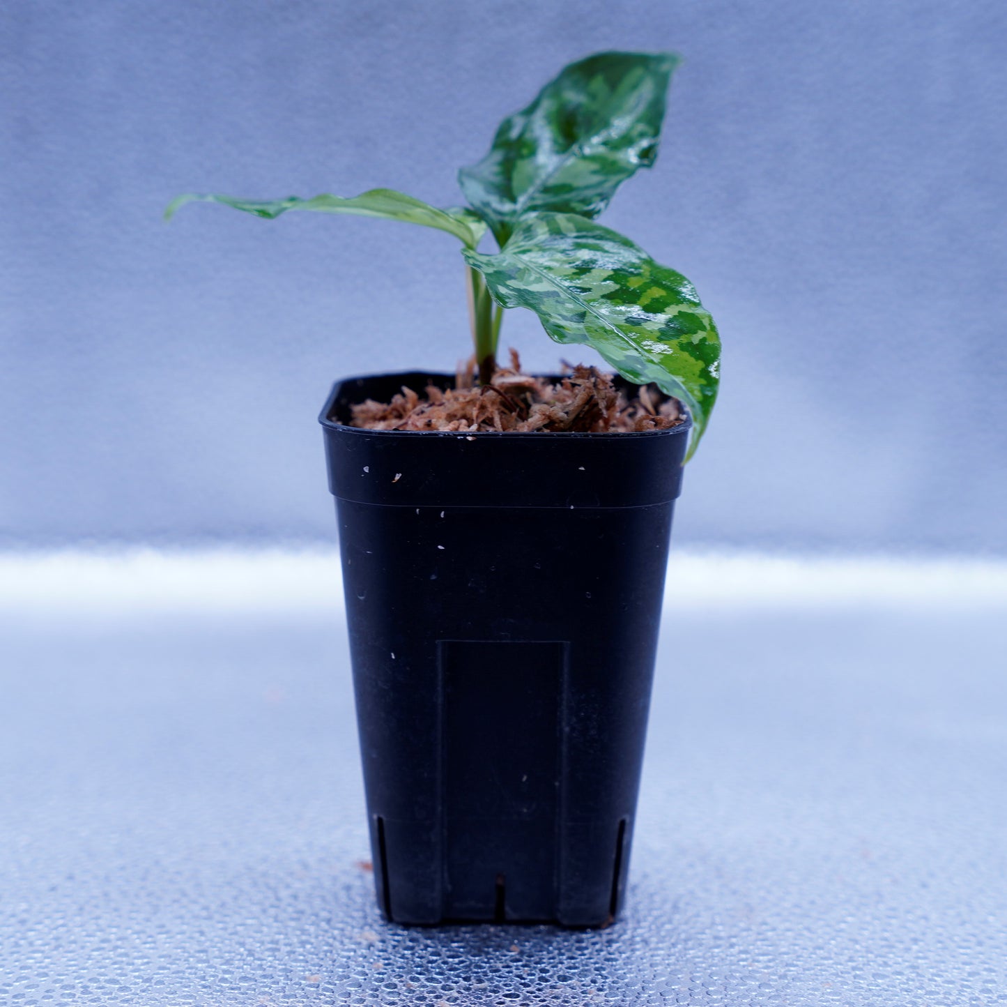 <オリジナル>Aglaonema Pictum Aceh Multicolor UND “ALCHEMY”