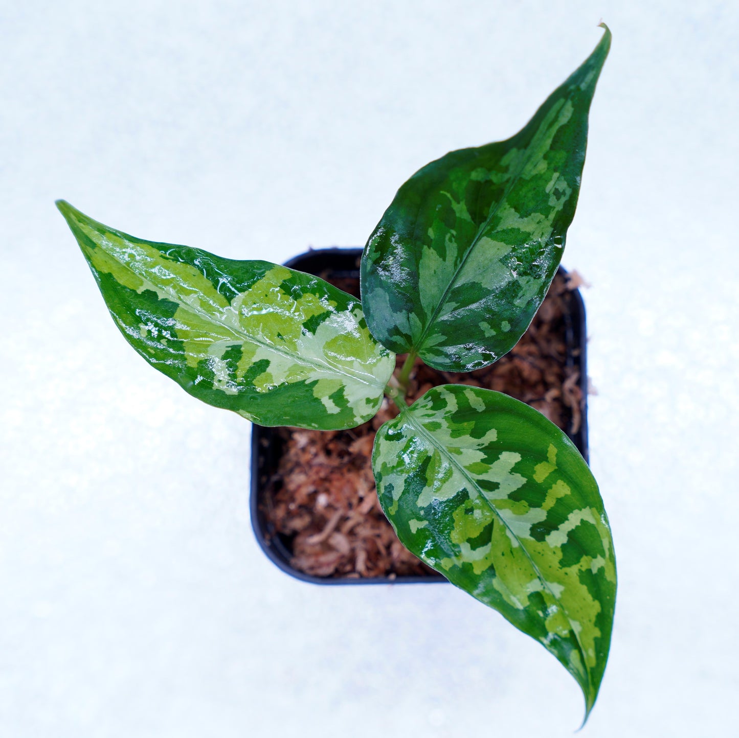<オリジナル>Aglaonema Pictum Aceh Multicolor UND “ALCHEMY”