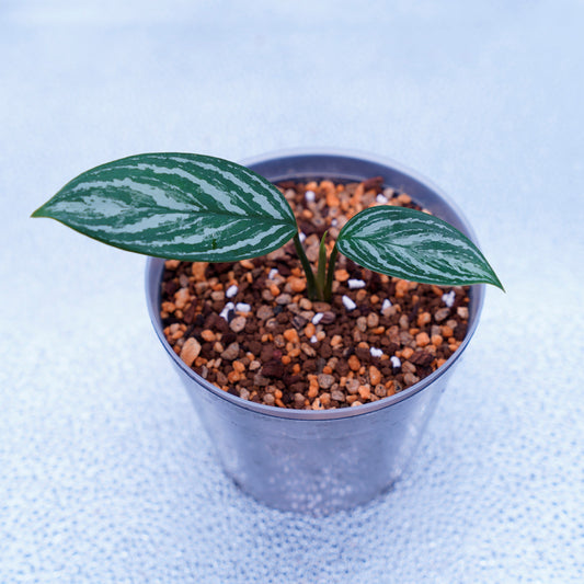 <カーティシー>Aglaonema Nitidum “Curtisii” UND220414