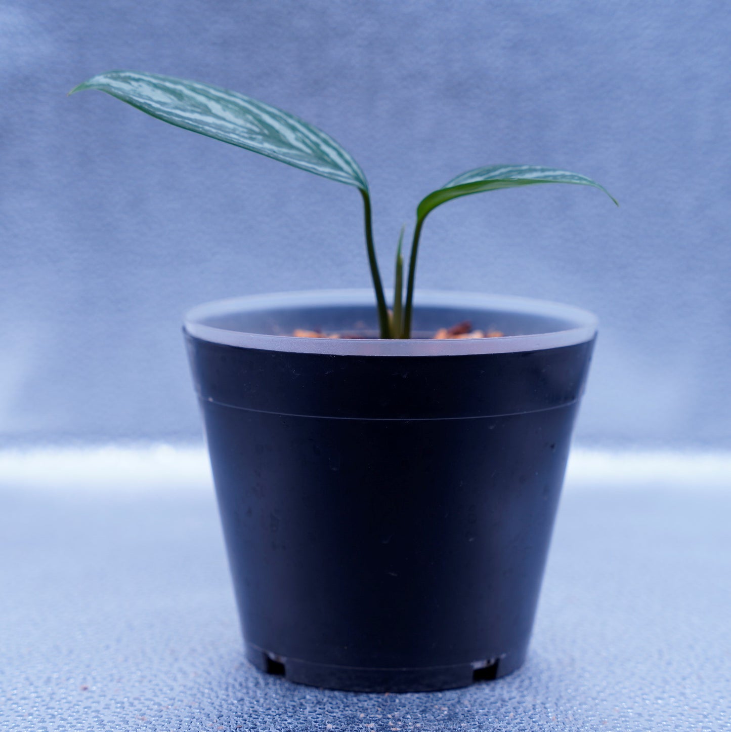 <カーティシー>Aglaonema Nitidum “Curtisii” UND220414