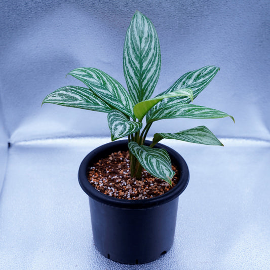 <カーティシー>Aglaonema Nitidum “Curtisii” UND220415