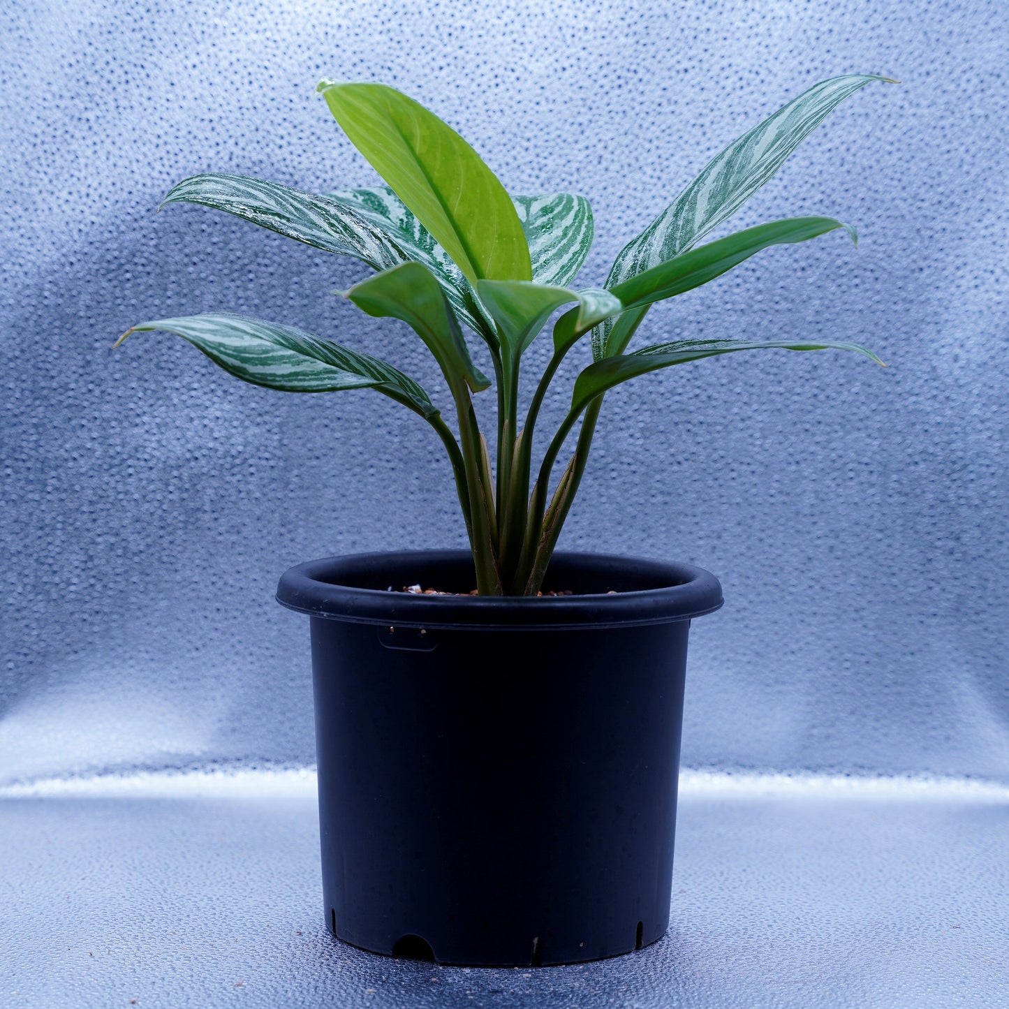 <カーティシー>Aglaonema Nitidum “Curtisii” UND220415