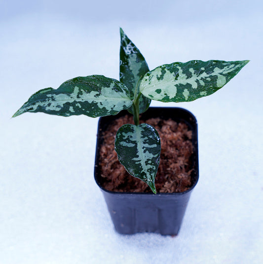 <オリジナル>Aglaonema Pictum Aceh Argentum UND “CORSO”