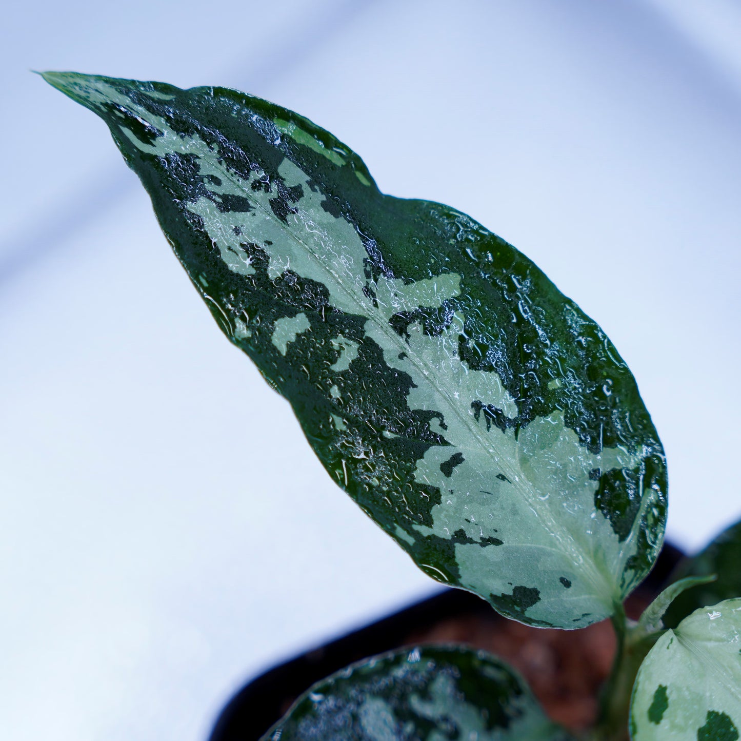 <オリジナル>Aglaonema Pictum Aceh Argentum UND “CORSO”