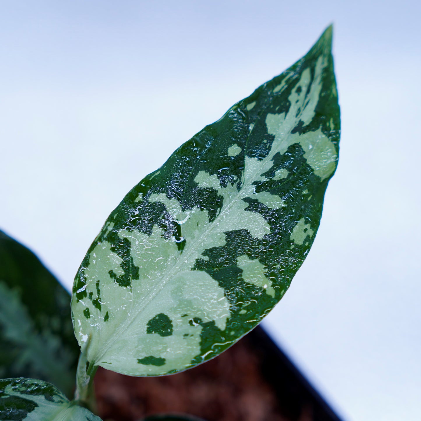 <オリジナル>Aglaonema Pictum Aceh Argentum UND “CORSO”