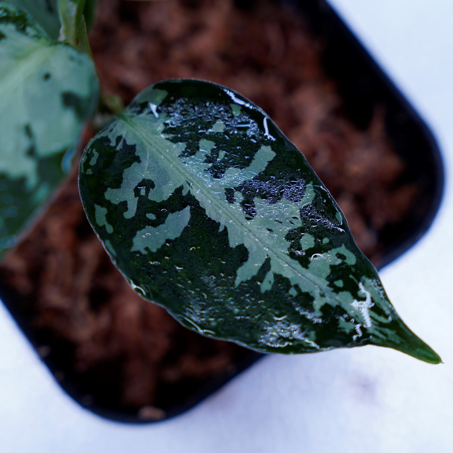 <オリジナル>Aglaonema Pictum Aceh Argentum UND “CORSO”