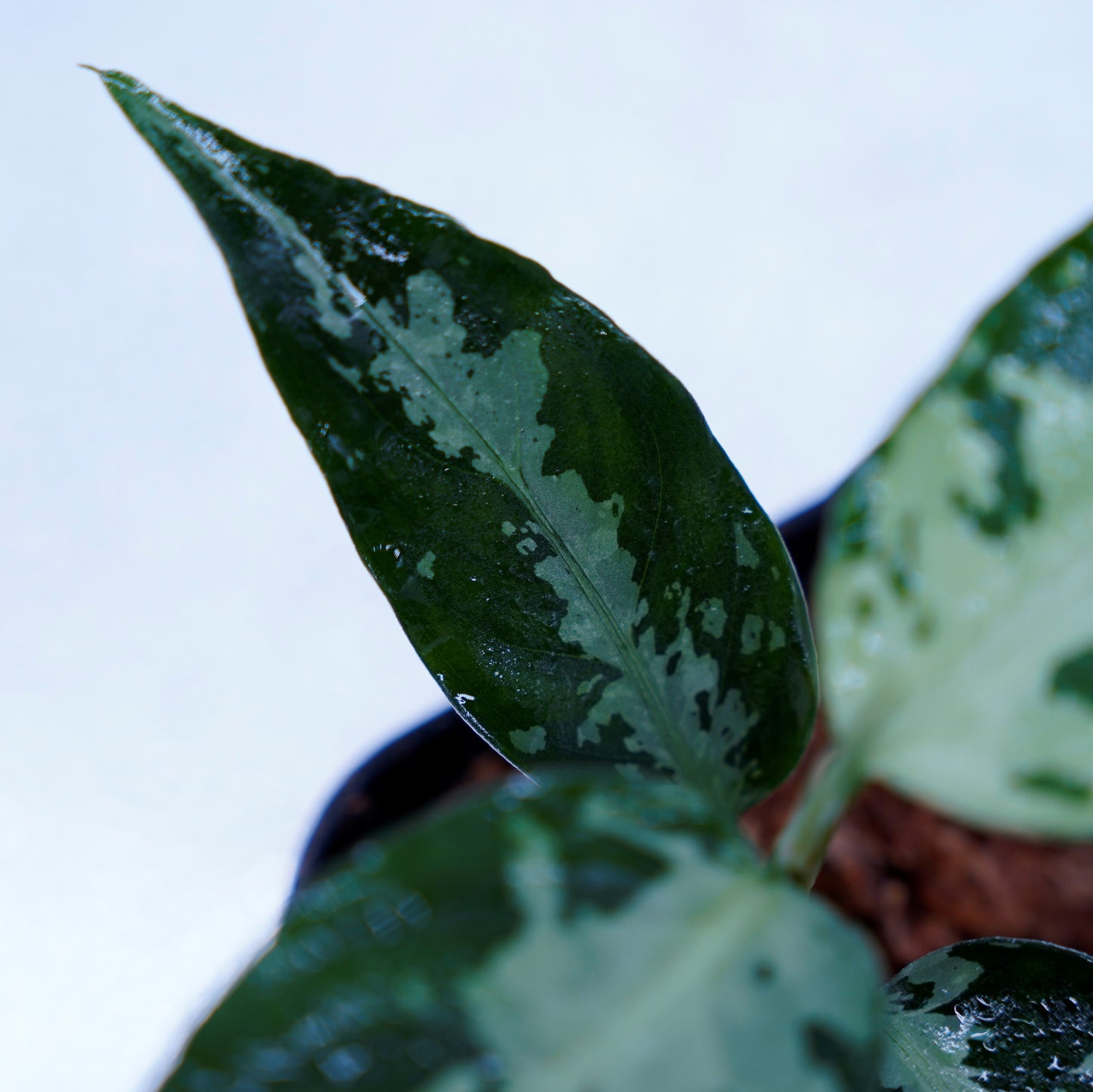 <オリジナル>Aglaonema Pictum Aceh Argentum UND “CORSO”