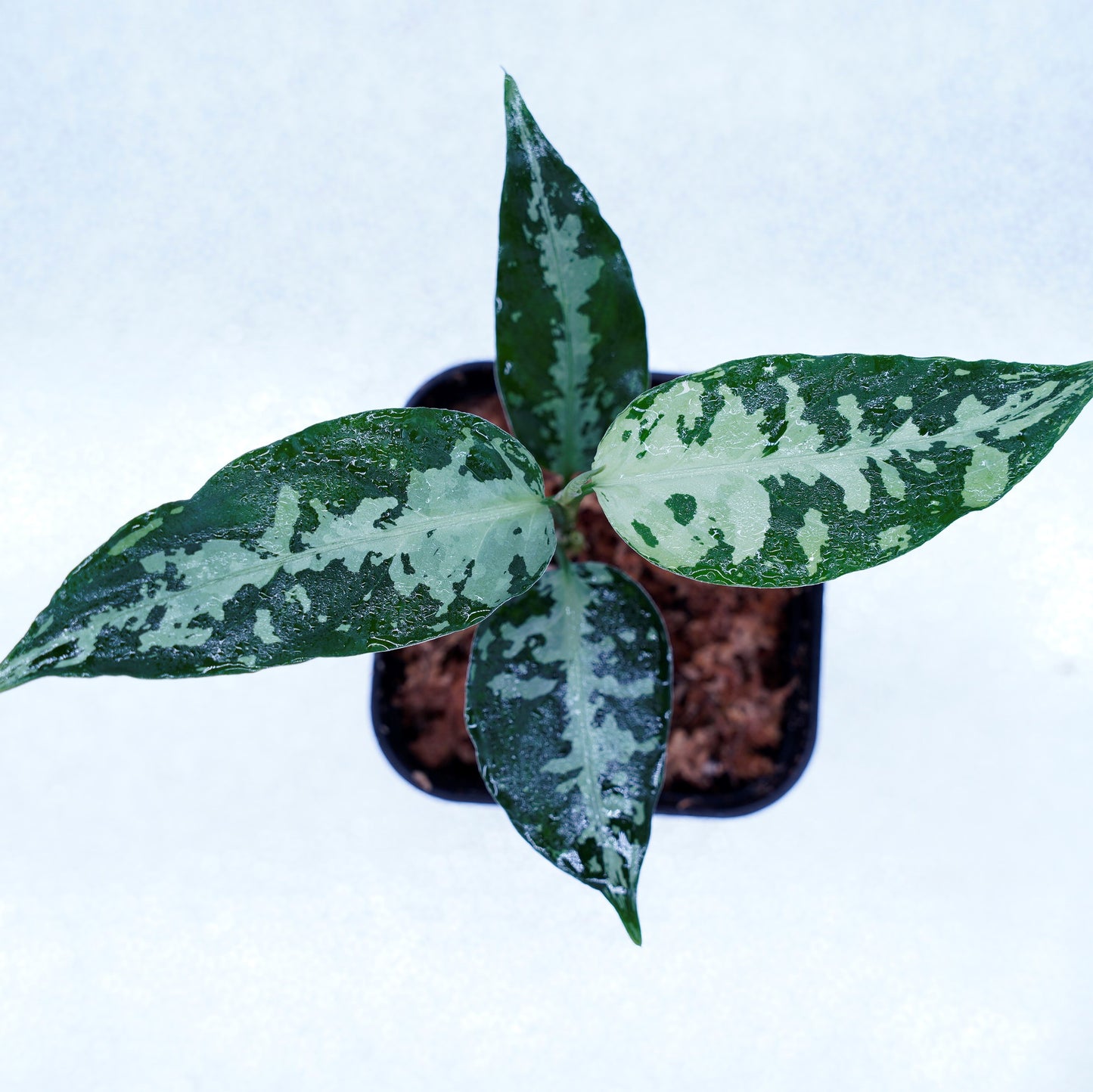 <オリジナル>Aglaonema Pictum Aceh Argentum UND “CORSO”