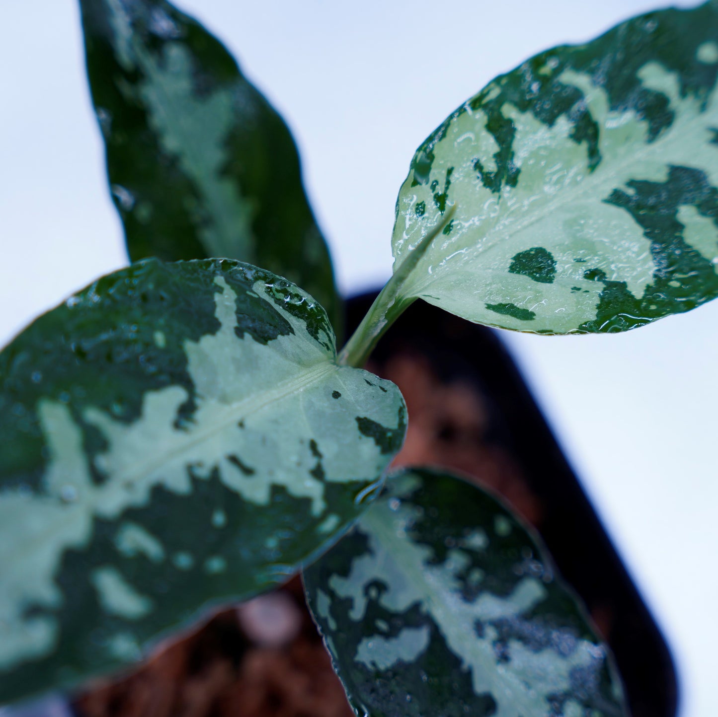 <オリジナル>Aglaonema Pictum Aceh Argentum UND “CORSO”