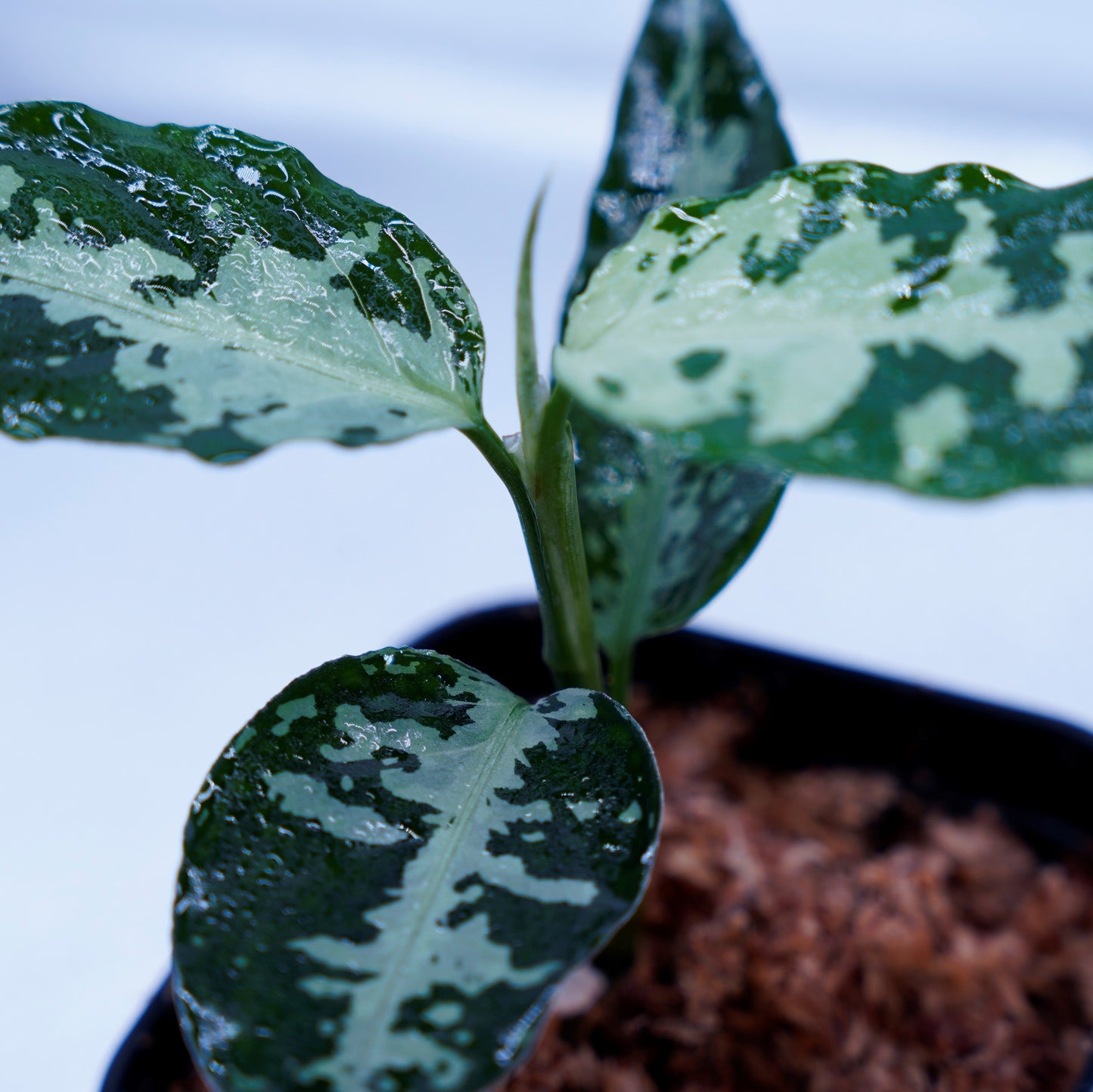 <オリジナル>Aglaonema Pictum Aceh Argentum UND “CORSO”