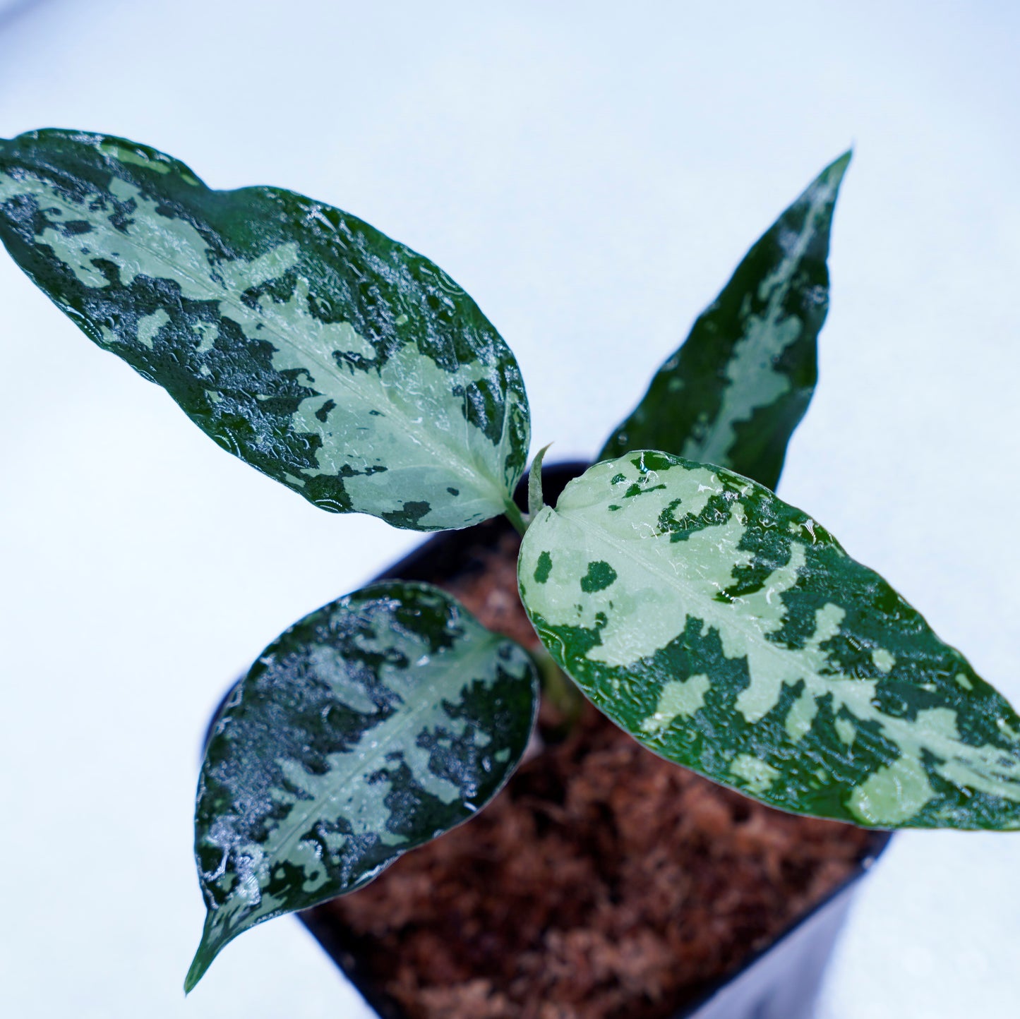 <オリジナル>Aglaonema Pictum Aceh Argentum UND “CORSO”