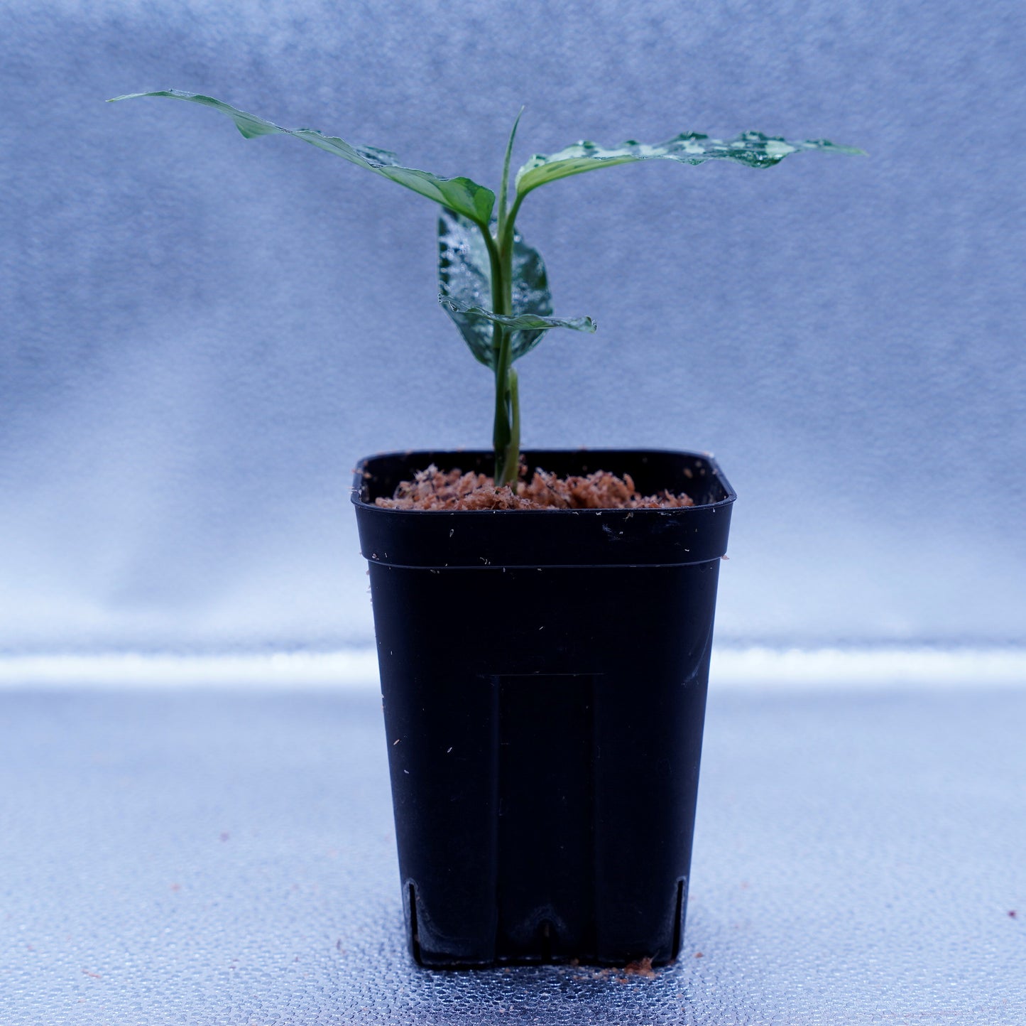 <オリジナル>Aglaonema Pictum Aceh Argentum UND “CORSO”