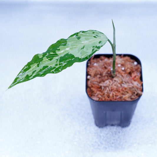 <TZ便>Aglaonema Pictum Aceh Tricolor【T-260219-S産地】