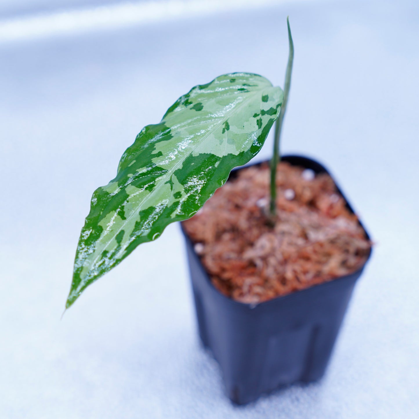 <TZ便>Aglaonema Pictum Aceh Tricolor【T-260219-S産地】