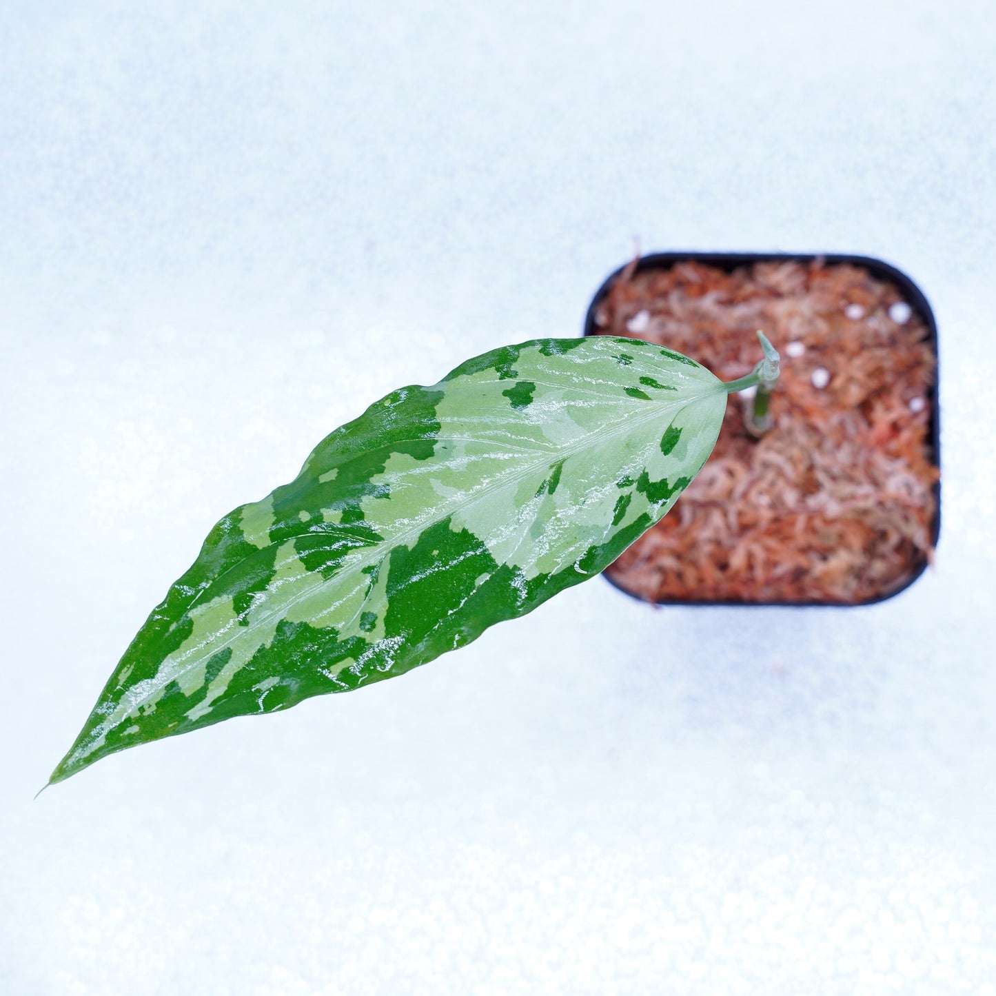 <TZ便>Aglaonema Pictum Aceh Tricolor【T-260219-S産地】