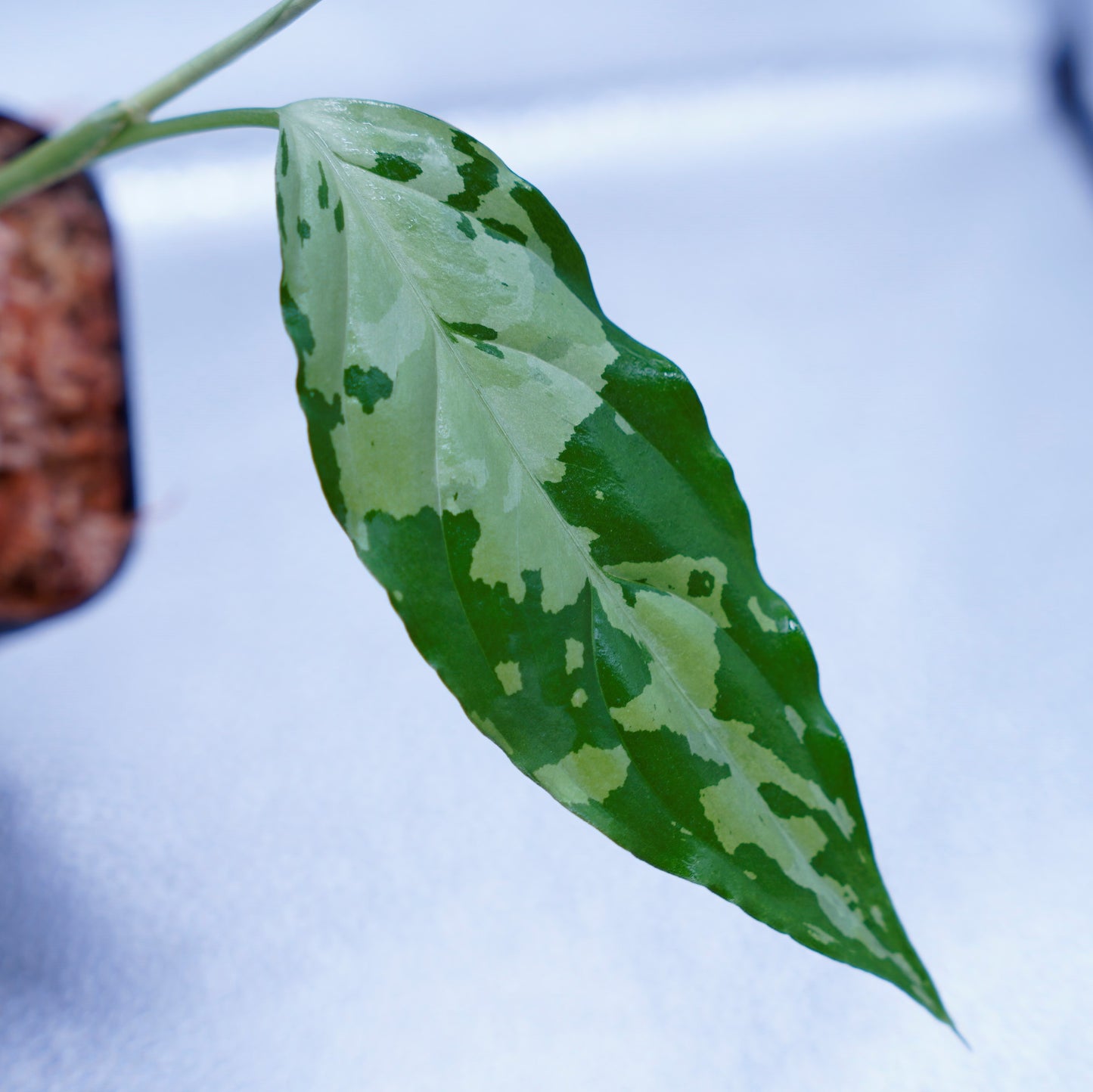 <TZ便>Aglaonema Pictum Aceh Tricolor【T-260219-S産地】