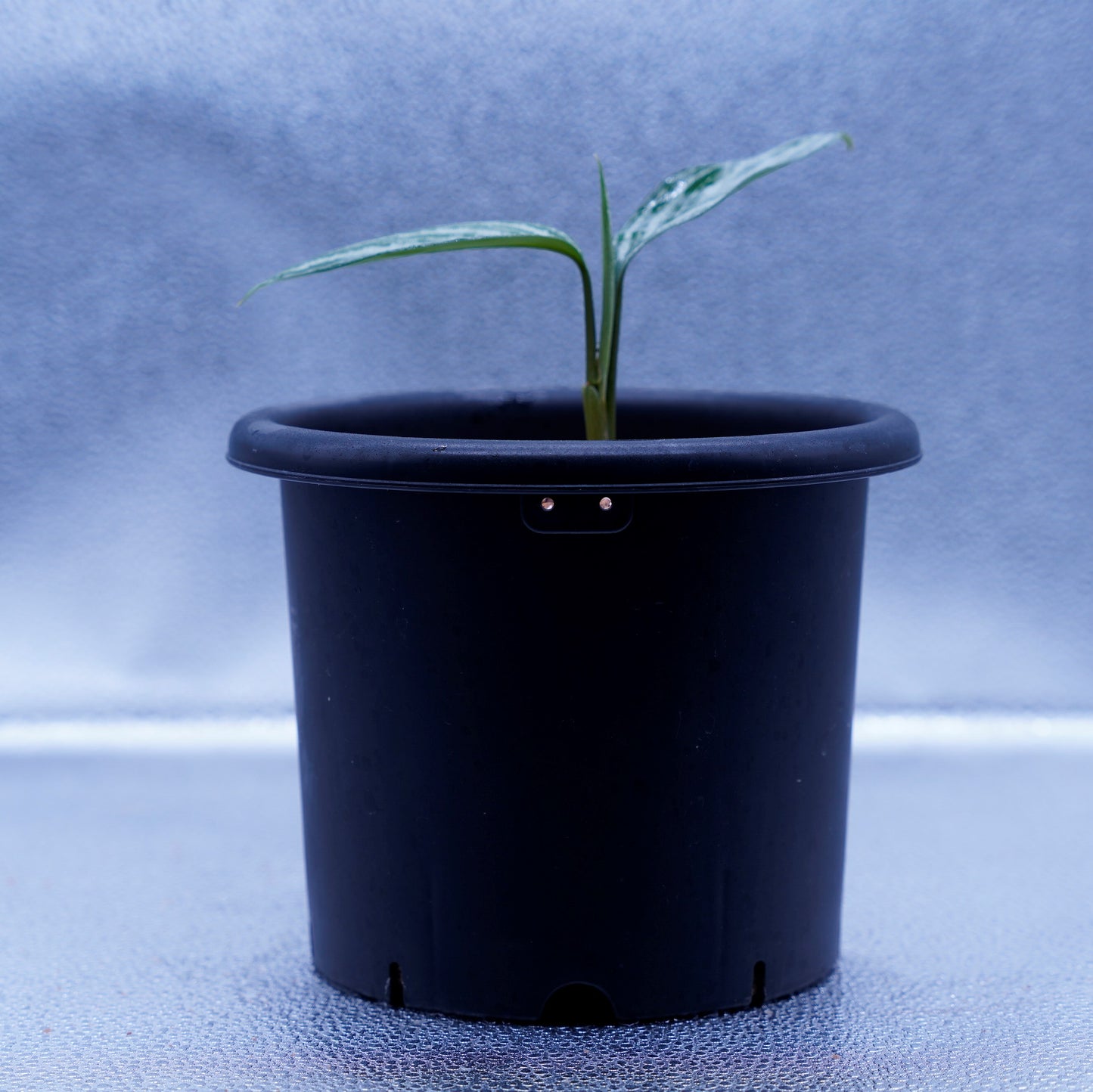 <カーティシー>Aglaonema Nitidum “Curtisii” UND220419