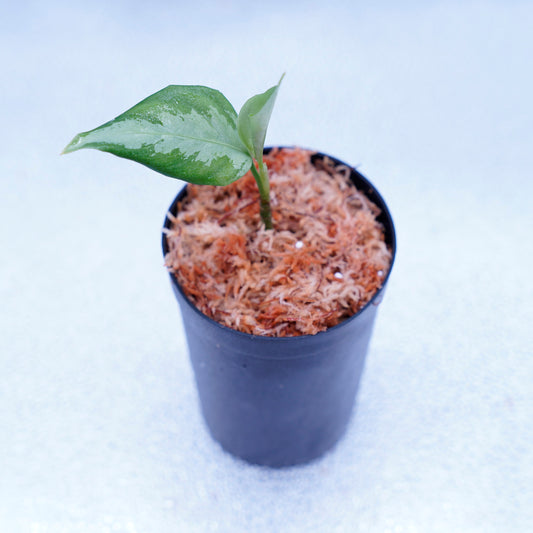 <ANG便>Aglaonema Pictum ”Model-White Bulan” From Pulau Nias 【ANG-PF-00003】