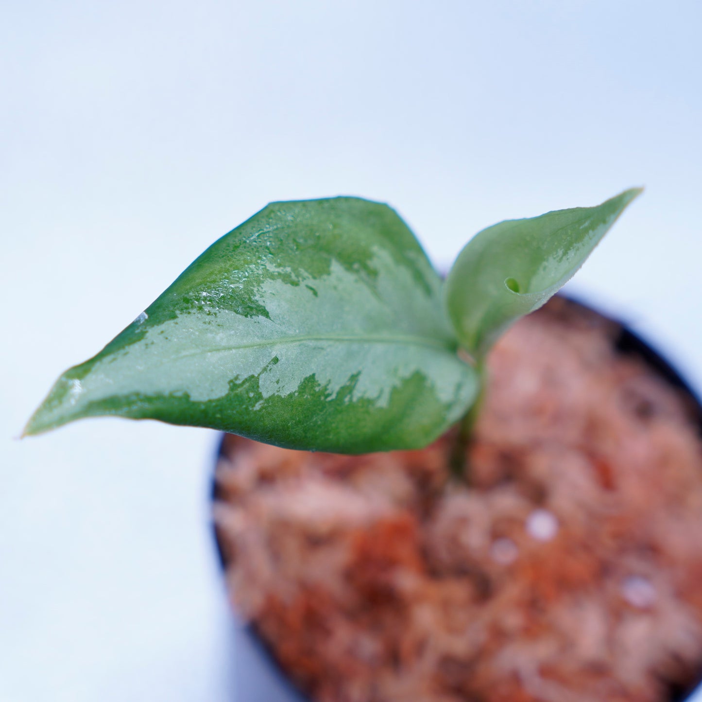 <ANG便>Aglaonema Pictum ”Model-White Bulan” From Pulau Nias 【ANG-PF-00003】