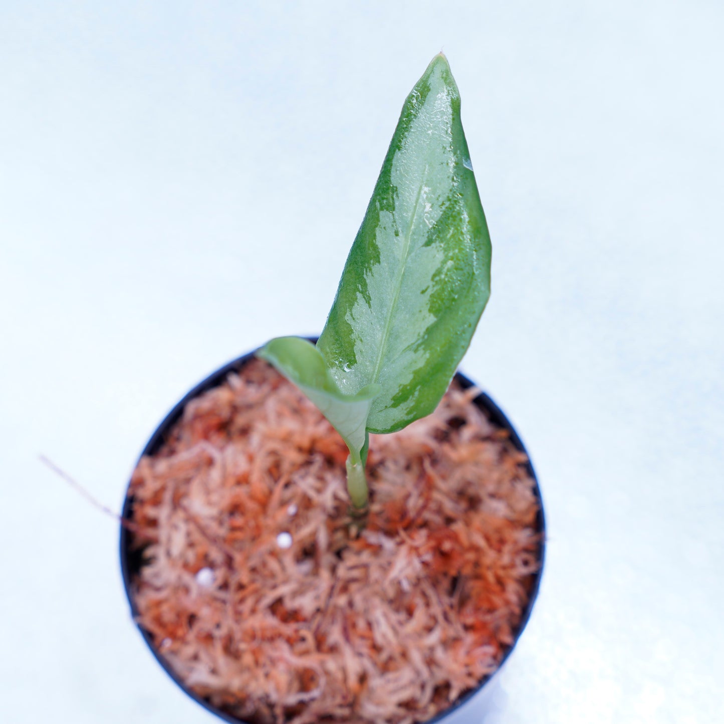 <ANG便>Aglaonema Pictum ”Model-White Bulan” From Pulau Nias 【ANG-PF-00003】
