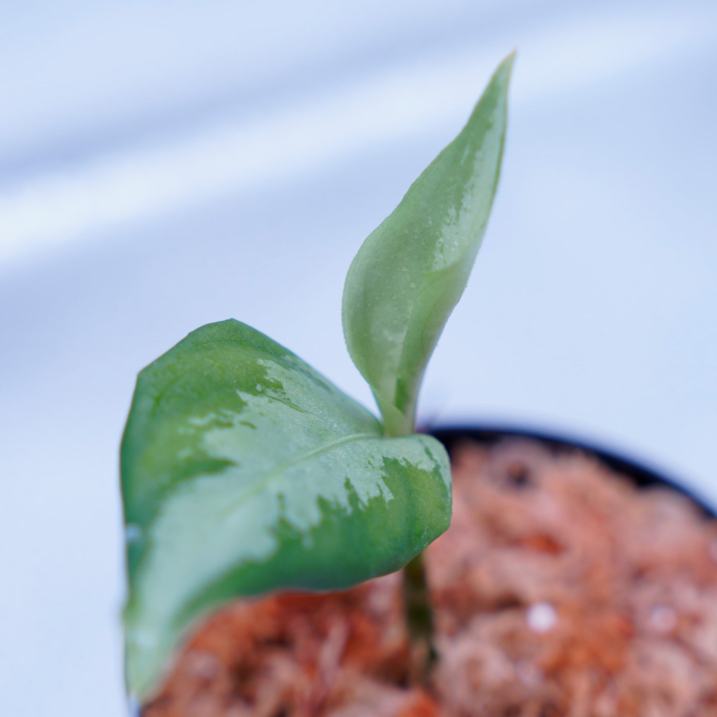 <ANG便>Aglaonema Pictum ”Model-White Bulan” From Pulau Nias 【ANG-PF-00003】