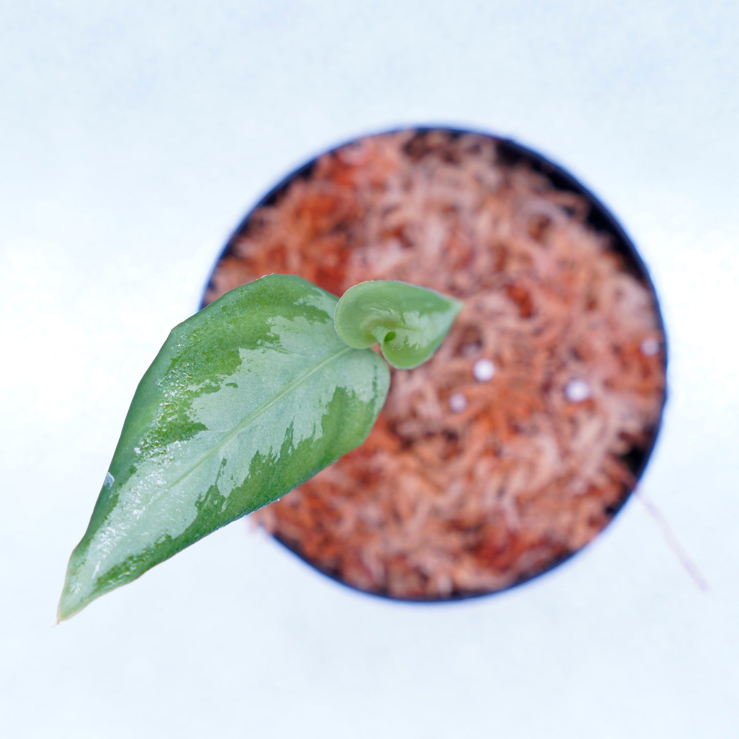 <ANG便>Aglaonema Pictum ”Model-White Bulan” From Pulau Nias 【ANG-PF-00003】