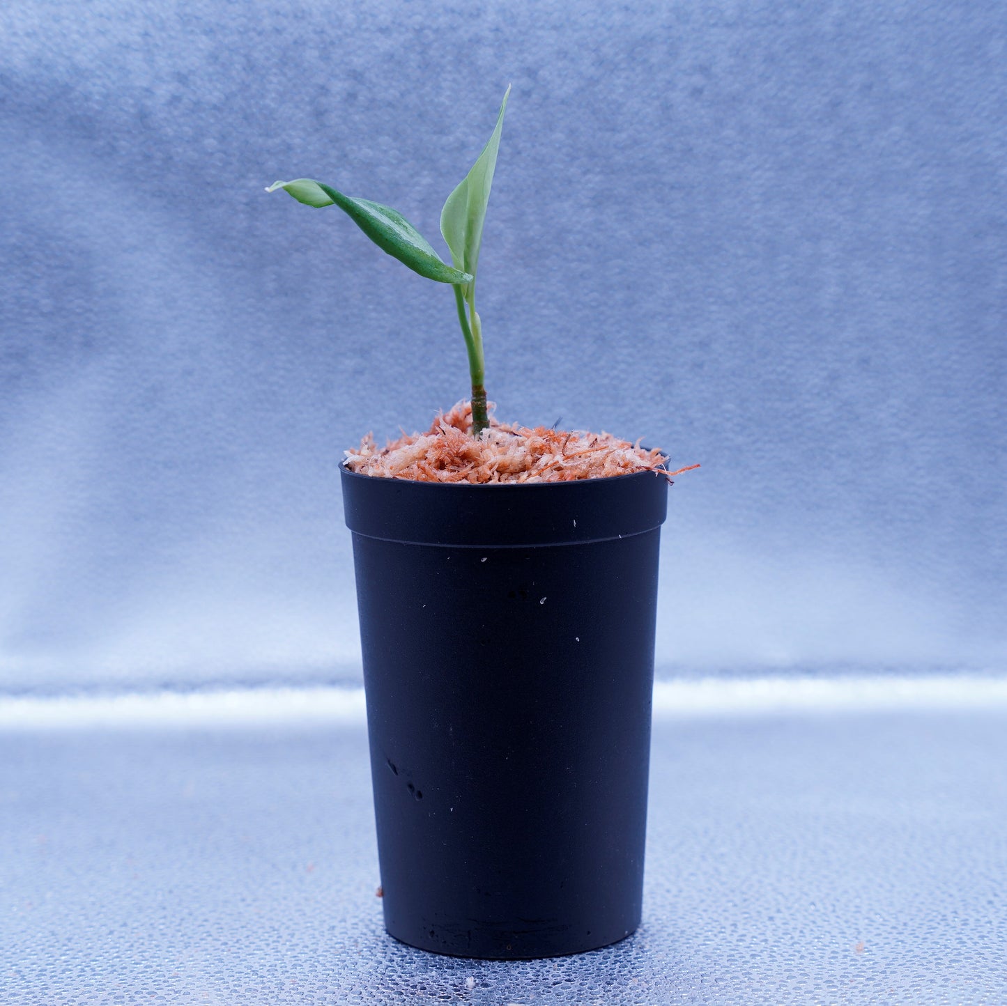 <ANG便>Aglaonema Pictum ”Model-White Bulan” From Pulau Nias 【ANG-PF-00003】