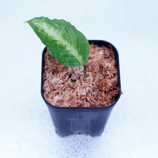 <AZ便>Aglaonema Pictum Multicolor 【ichinbo Special】"from Sibolga timur【AZ0215-5】No.2