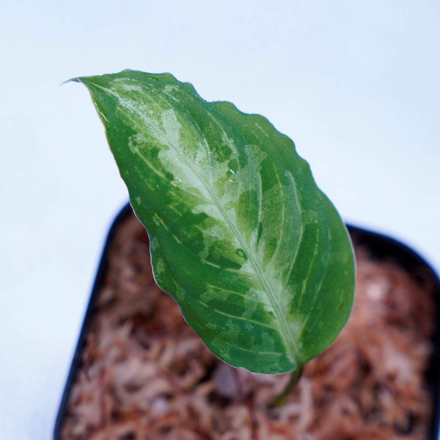<AZ便>Aglaonema Pictum Multicolor 【ichinbo Special】"from Sibolga timur【AZ0215-5】No.2