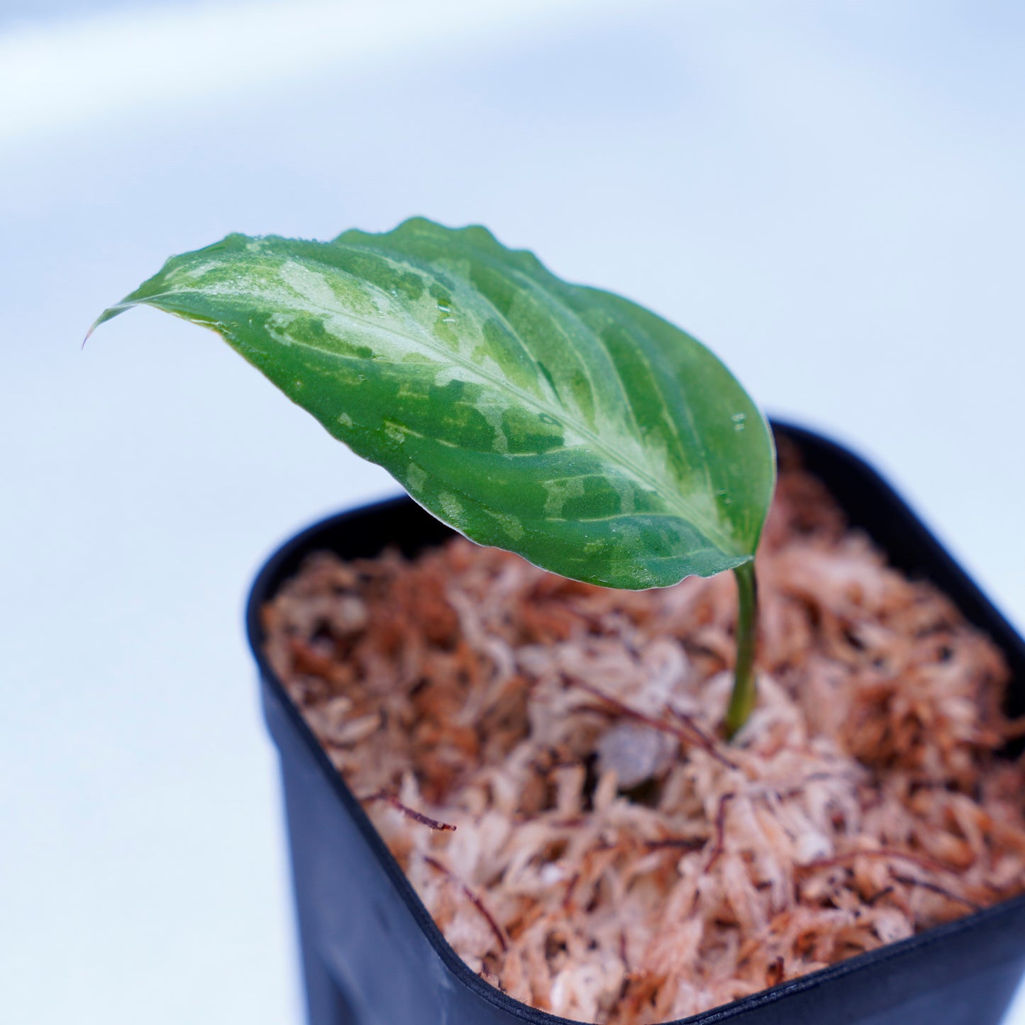 <AZ便>Aglaonema Pictum Multicolor 【ichinbo Special】"from Sibolga timur【AZ0215-5】No.2