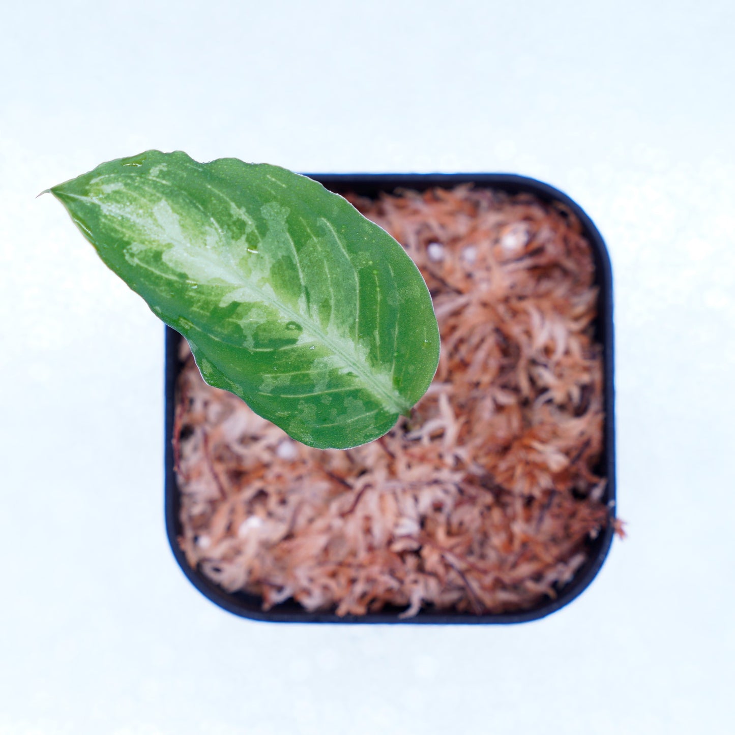 <AZ便>Aglaonema Pictum Multicolor 【ichinbo Special】"from Sibolga timur【AZ0215-5】No.2