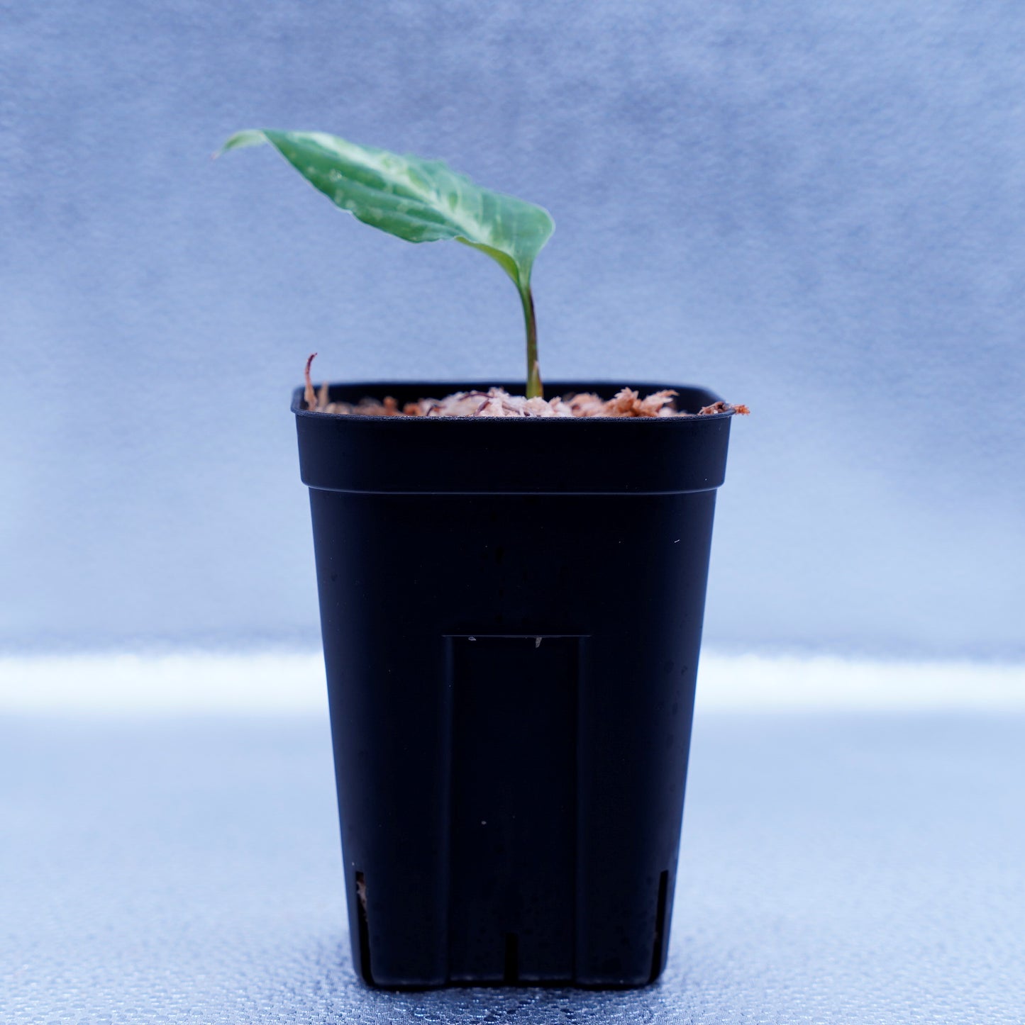<AZ便>Aglaonema Pictum Multicolor 【ichinbo Special】"from Sibolga timur【AZ0215-5】No.2